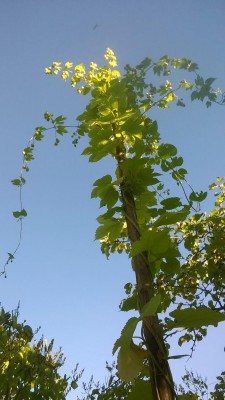 cascade.JPG